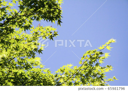 Fresh green maple Fresh green maple 65981796