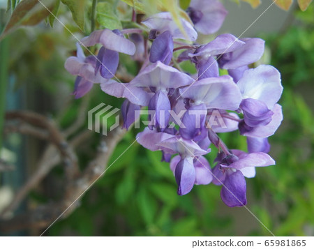  紫藤花 65981865