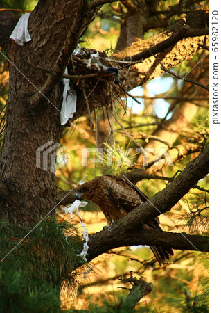 湯比築巢 65982120