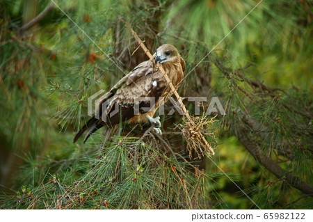 湯比抱著一個分支 65982122