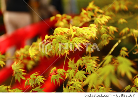 秋天的樹葉 65982167