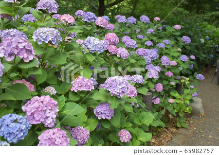  hydrangea 65982757