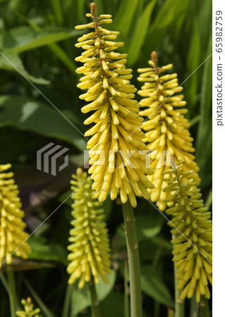 Tritoma黃色 65982759