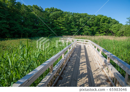 Sa玉縣北本市新鮮綠色北本自然觀察公園 Sa玉縣北本市新鮮綠色北本自然觀察公園 65983046
