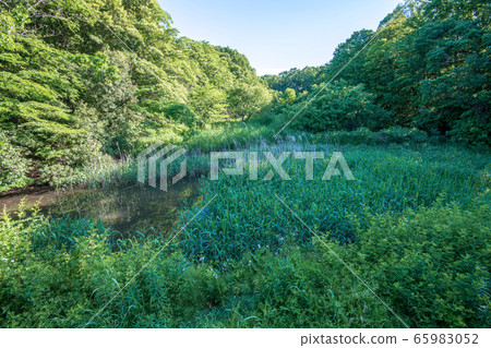Sa玉縣北本市新鮮的綠色北本自然觀察公園濕地 Sa玉縣北本市新鮮的綠色北本自然觀察公園濕地 65983052