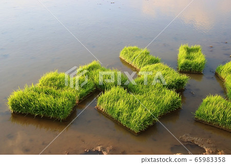 Rice seedlings for rice planting 65983358
