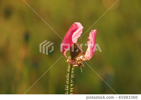 Pink poppy petals Pink poppy petals 65983360