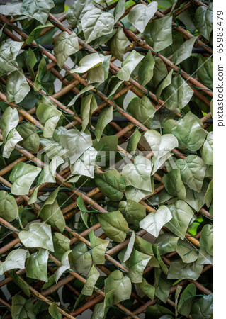 植物花樹葉子自然 植物花樹葉子自然 65983479