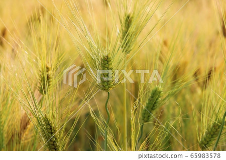 綠色大麥耳朵 65983578