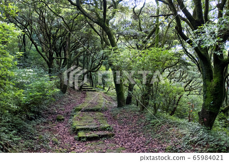 Stone Step Trail In Woods 65984021