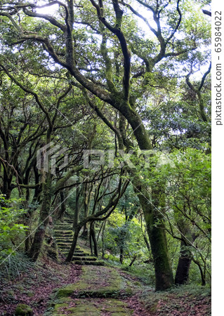 Stone Step Trail In Woods 65984022
