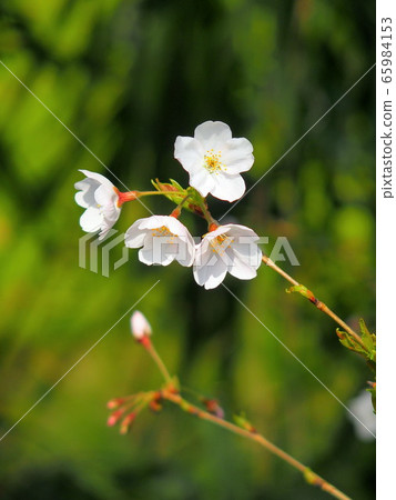 開花在樹梢的櫻花 開花在樹梢的櫻花 65984153