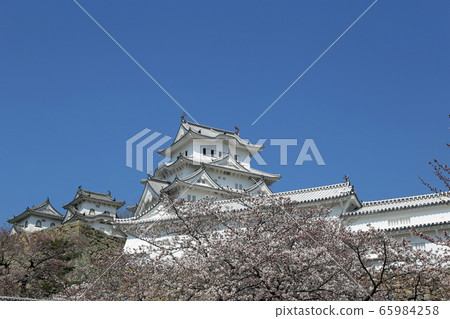 Early spring cherry blossoms and Himeji castle 65984258