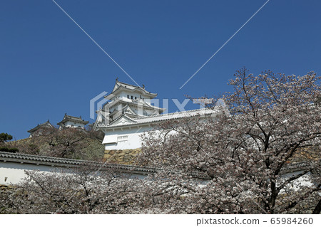 Early spring cherry blossoms and Himeji castle 65984260