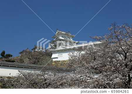 Early spring cherry blossoms and Himeji castle 65984261