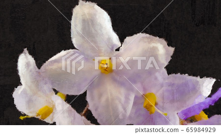 Watercolor Of Starlight Flower Watercolor Of Starlight Flower 65984929