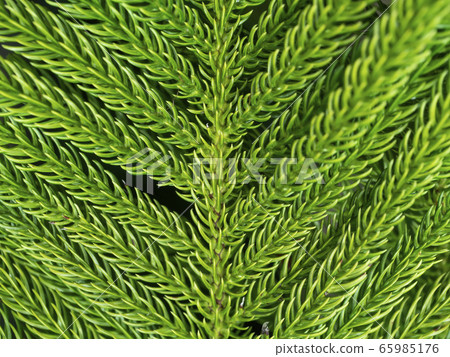Close up of Norfolk Island Pine leaves background. 65985176