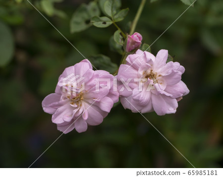Close up pink of Damask Rose flower with blur Close up pink of Damask Rose flower with blur 65985181