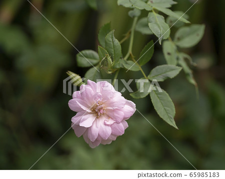 Close up pink of Damask Rose flower with blur Close up pink of Damask Rose flower with blur 65985183