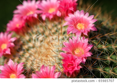 Pink cactus flower 65985707
