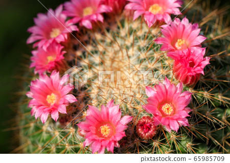 Pink cactus flower 65985709