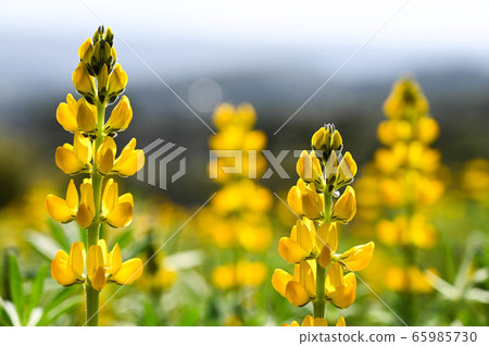 龍潭鹿峰花季,黃色羅湖花,內羽菜豆,玫瑰眼,豆類,羽扇豆植物 龍潭鹿峰花季,黃色羅湖花,內羽菜豆,玫瑰眼,豆類,羽扇豆植物 65985730