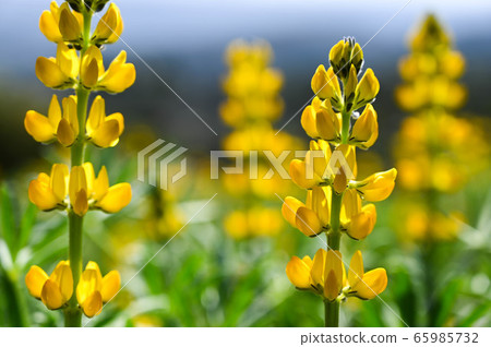 Longtan Lufeng Flower Season, Yellow-colored Luohu Flower, Inner Root Fan Fan, Rose Eyes, Legumes, Fan Fan Bean Plant Longtan Lufeng Flower Season, Yellow-colored Luohu Flower, Inner Root Fan Fan, Rose Eyes, Legumes, Fan Fan Bean Plant 65985732