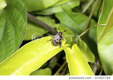 Semadarakogane Semadarakogane 65985789