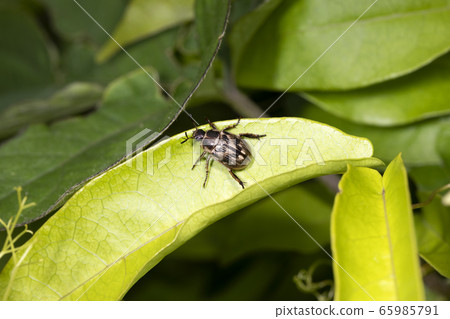 Semarathogene 65985791