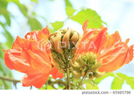 Summer flower kaenboku Summer flower kaenboku 65985796