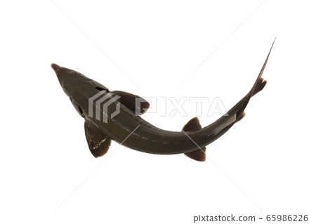 Sturgeon fish isolated on a white backgrounde. Sturgeon fish isolated on a white backgrounde. 65986226