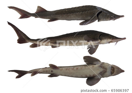 Sturgeon on a white background. Fish from Sturgeon on a white background. Fish from 65986397