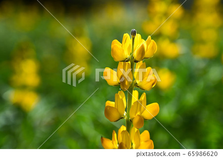 龍潭鹿峰花季，黃色羅湖花，內羽菜豆，玫瑰眼，豆類，羽扇豆植物 65986620