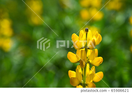 龍潭鹿峰花季，黃色羅湖花，內羽菜豆，玫瑰眼，豆類，羽扇豆植物 65986621