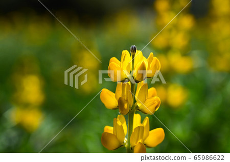 龍潭鹿峰花季，黃色羅湖花，內羽菜豆，玫瑰眼，豆類，羽扇豆植物 65986622