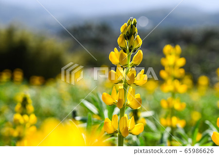 Longtan Lufeng Flower Season, Yellow-colored Luohu Flower, Inner Root Fan Fan, Rose Eyes, Legumes, Fan Fan Bean Plant Longtan Lufeng Flower Season, Yellow-colored Luohu Flower, Inner Root Fan Fan, Rose Eyes, Legumes, Fan Fan Bean Plant 65986626