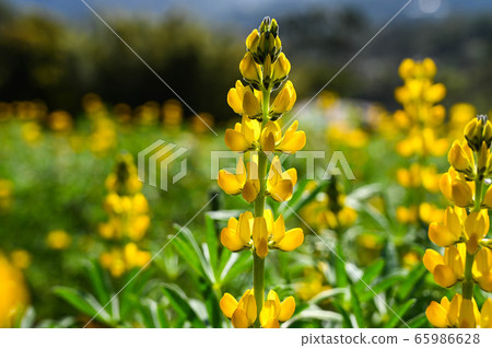 Longtan Lufeng Flower Season, Yellow-colored Luohu Flower, Inner Root Fan Fan, Rose Eyes, Legumes, Fan Fan Bean Plant 65986628