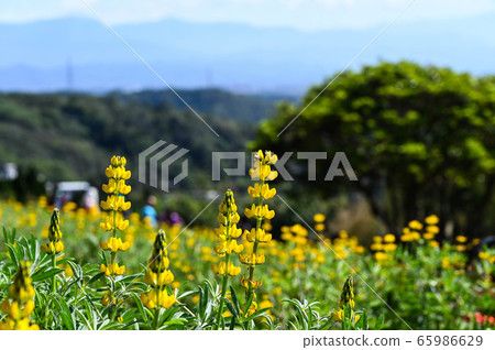 龍潭鹿峰花季,黃色羅湖花,內羽菜豆,玫瑰眼,豆類,羽扇豆植物 龍潭鹿峰花季,黃色羅湖花,內羽菜豆,玫瑰眼,豆類,羽扇豆植物 65986629