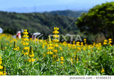 龍潭鹿峰花季,黃色羅湖花,內羽菜豆,玫瑰眼,豆類,羽扇豆植物 龍潭鹿峰花季,黃色羅湖花,內羽菜豆,玫瑰眼,豆類,羽扇豆植物 65986635