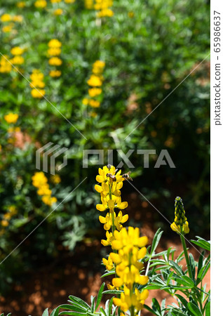 龍潭鹿峰花季,黃色羅湖花,內羽菜豆,玫瑰眼,豆類,羽扇豆植物 龍潭鹿峰花季,黃色羅湖花,內羽菜豆,玫瑰眼,豆類,羽扇豆植物 65986637