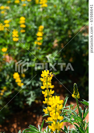 Longtan Lufeng Flower Season, Yellow-colored Luohu Flower, Inner Root Fan Fan, Rose Eyes, Legumes, Fan Fan Bean Plant Longtan Lufeng Flower Season, Yellow-colored Luohu Flower, Inner Root Fan Fan, Rose Eyes, Legumes, Fan Fan Bean Plant 65986641