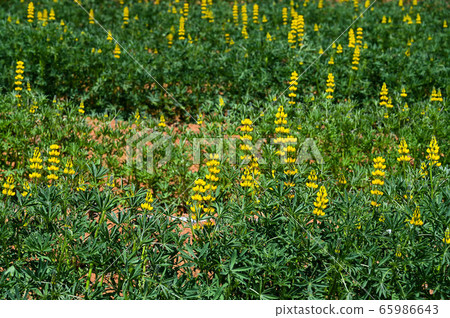 Longtan Lufeng Flower Season, Yellow-colored Luohu Flower, Inner Root Fan Fan, Rose Eyes, Legumes, Fan Fan Bean Plant Longtan Lufeng Flower Season, Yellow-colored Luohu Flower, Inner Root Fan Fan, Rose Eyes, Legumes, Fan Fan Bean Plant 65986643
