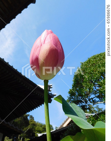 Lotus lotus pink bud one wheel Lotus lotus pink bud one wheel 65986676