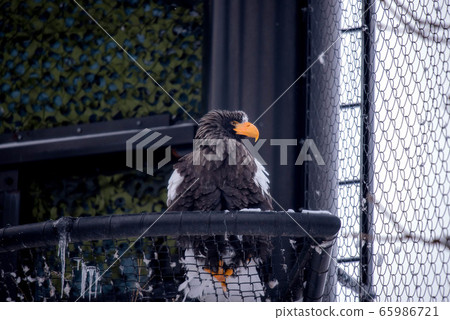 Midwinter zoo Midwinter zoo 65986721