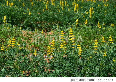 Longtan Lufeng Flower Season, Yellow-colored Luohu Flower, Inner Root Fan Fan, Rose Eyes, Legumes, Fan Fan Bean Plant Longtan Lufeng Flower Season, Yellow-colored Luohu Flower, Inner Root Fan Fan, Rose Eyes, Legumes, Fan Fan Bean Plant 65986723