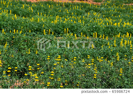 Longtan Lufeng Flower Season, Yellow-colored Luohu Flower, Inner Root Fan Fan, Rose Eyes, Legumes, Fan Fan Bean Plant 65986724