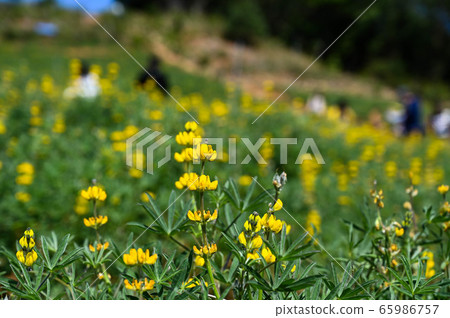 龍潭鹿峰花季,黃色羅湖花,內羽菜豆,玫瑰眼,豆類,羽扇豆植物 龍潭鹿峰花季,黃色羅湖花,內羽菜豆,玫瑰眼,豆類,羽扇豆植物 65986757