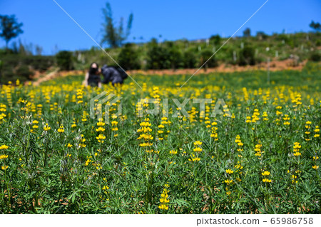 龍潭鹿峰花季，黃色羅湖花，內羽菜豆，玫瑰眼，豆類，羽扇豆植物 65986758