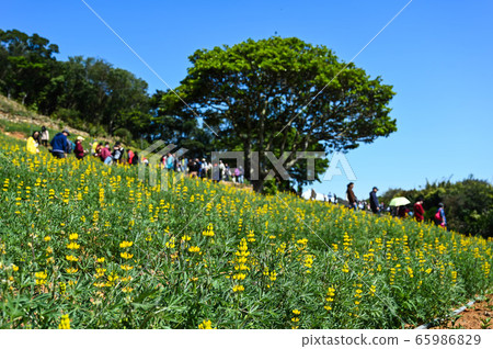 Longtan Lufeng Flower Season, Yellow-colored Luohu Flower, Inner Root Fan Fan, Rose Eyes, Legumes, Fan Fan Bean Plant Longtan Lufeng Flower Season, Yellow-colored Luohu Flower, Inner Root Fan Fan, Rose Eyes, Legumes, Fan Fan Bean Plant 65986829