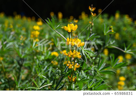 Longtan Lufeng Flower Season, Yellow-colored Luohu Flower, Inner Root Fan Fan, Rose Eyes, Legumes, Fan Fan Bean Plant Longtan Lufeng Flower Season, Yellow-colored Luohu Flower, Inner Root Fan Fan, Rose Eyes, Legumes, Fan Fan Bean Plant 65986831
